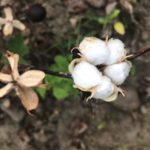 Cotton-Global Organic Textile Standard